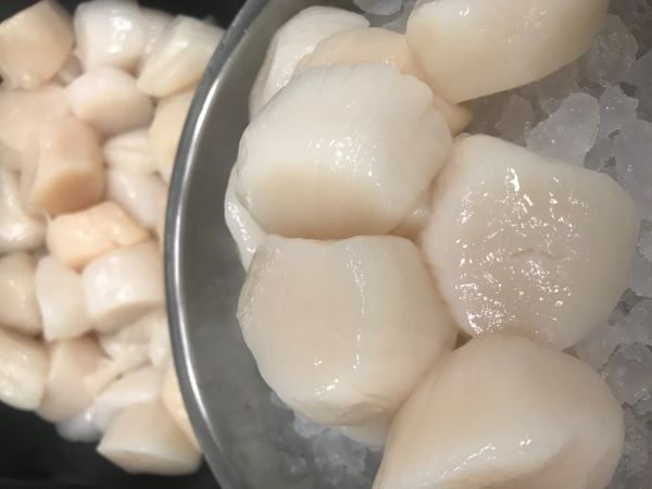 North Atlantic Scallops