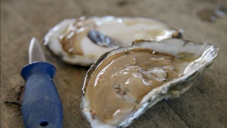 Schucked oysters