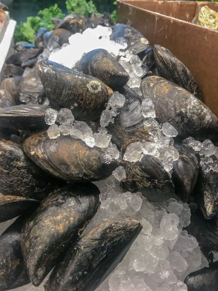 LIVE Mussels