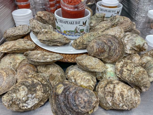 Northeastern Oysters