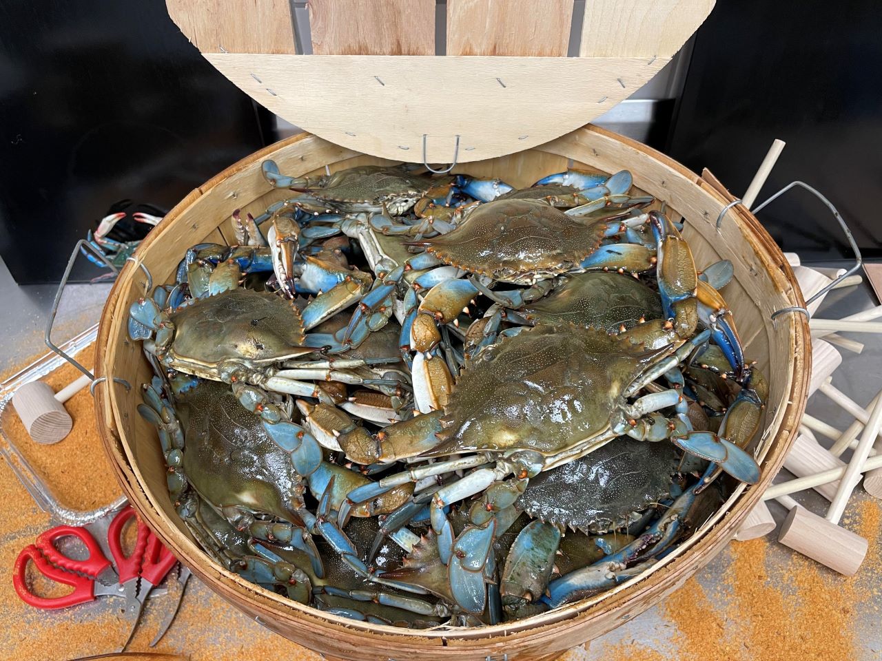 LIVE} Male Maryland Blue Crabs by the Bushel-(1 lb. Crab Spice)