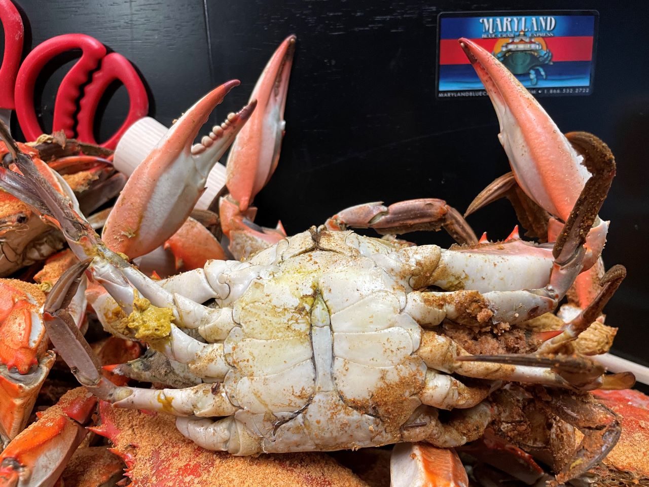 Blue Crab Steamed & LIVE Dozens :: Behemoth Super Dozen Steamed Blue Crabs,  7”- Plus & (2) Crab Mallets ~ A Miracle of Nature! - Maryland Crabs,  Maryland Blue Crab, Soft Shell